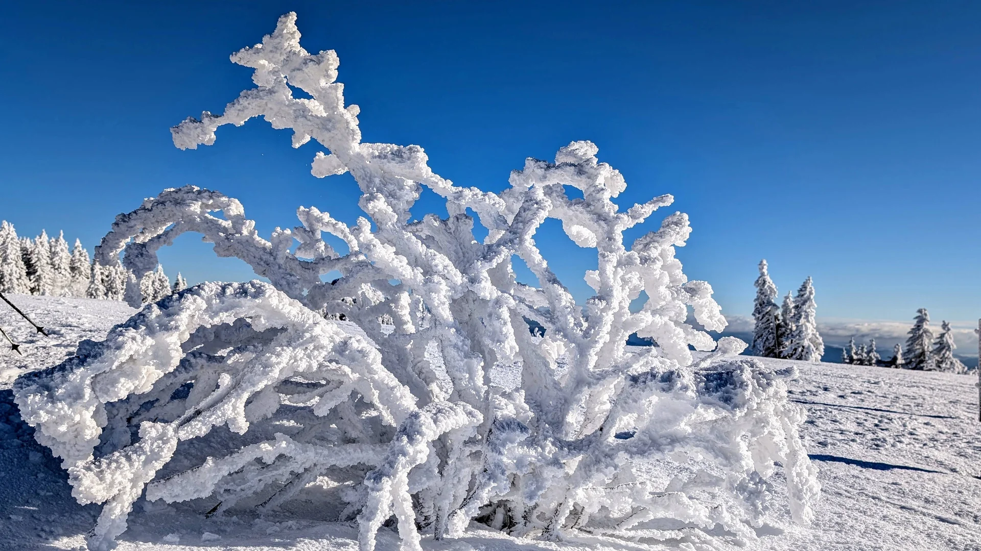 © „Arbermanndl in der Sonne“ - Sepp Thurmeier