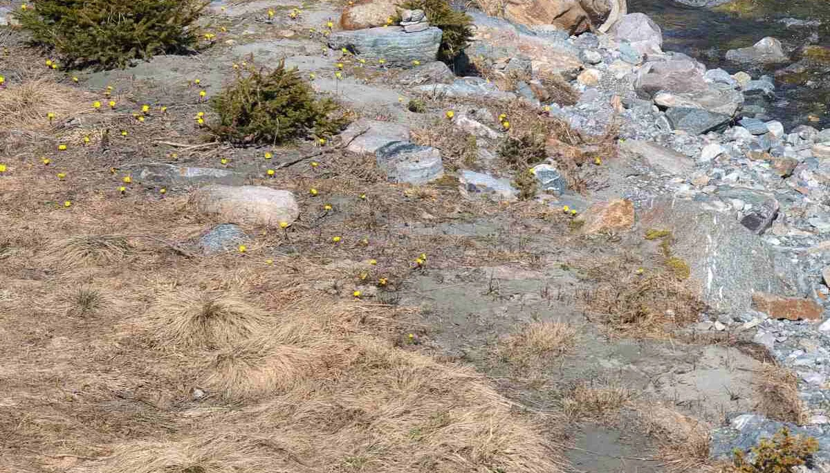 © (Martin Götz) Kurz vor Galtür sprießen bereits die Blumen