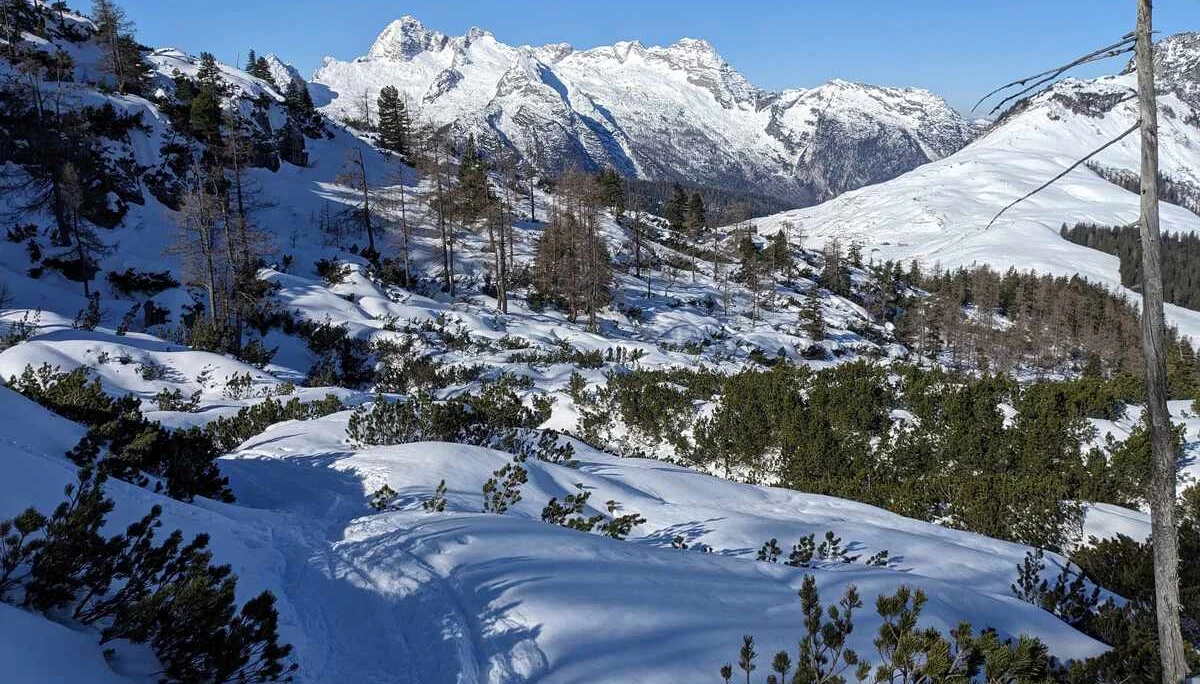 © (DAV Gangkofen) Aufstieg durchs Latschenlabyrinth