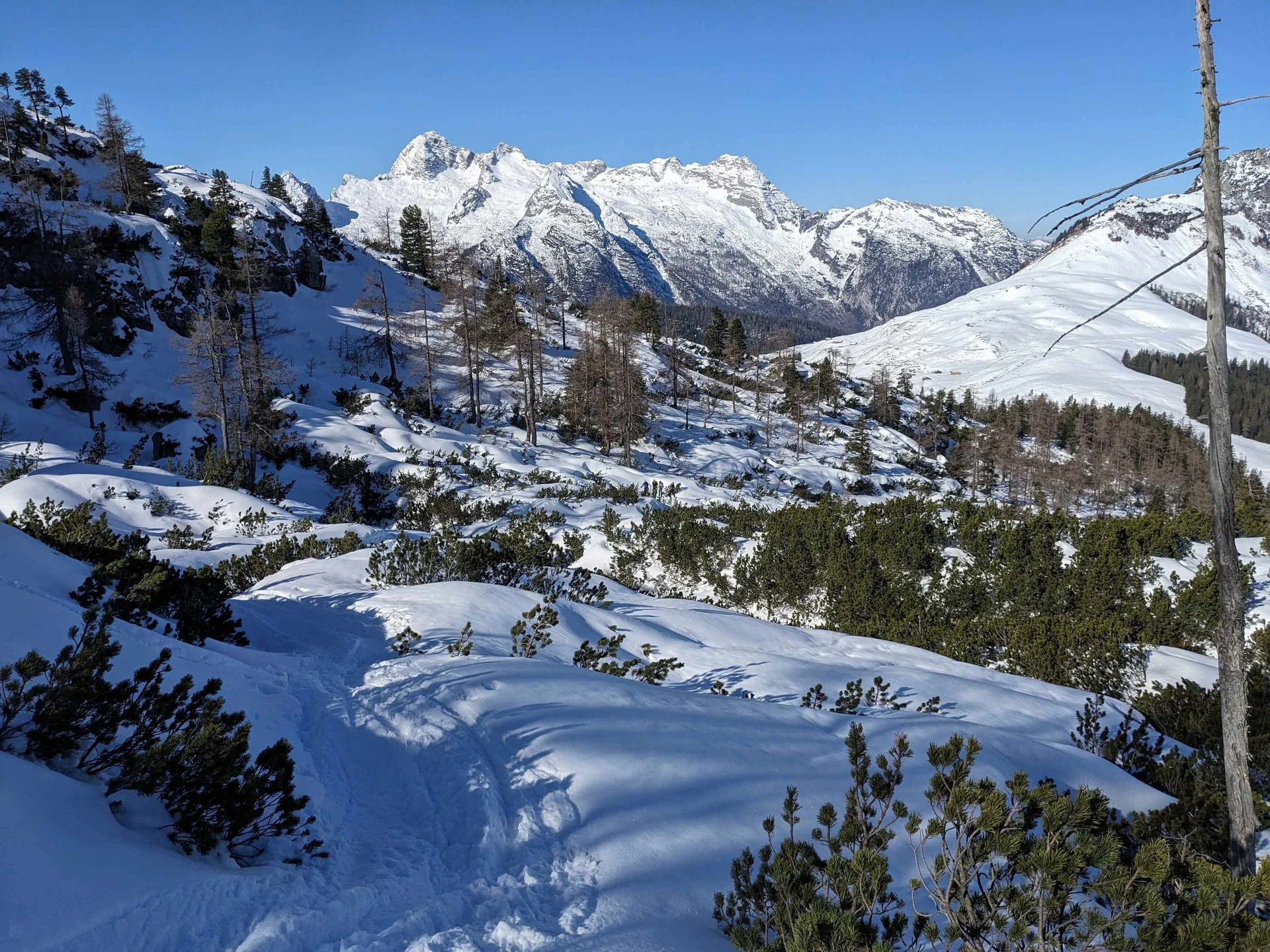 © (DAV Gangkofen) Aufstieg durchs Latschenlabyrinth