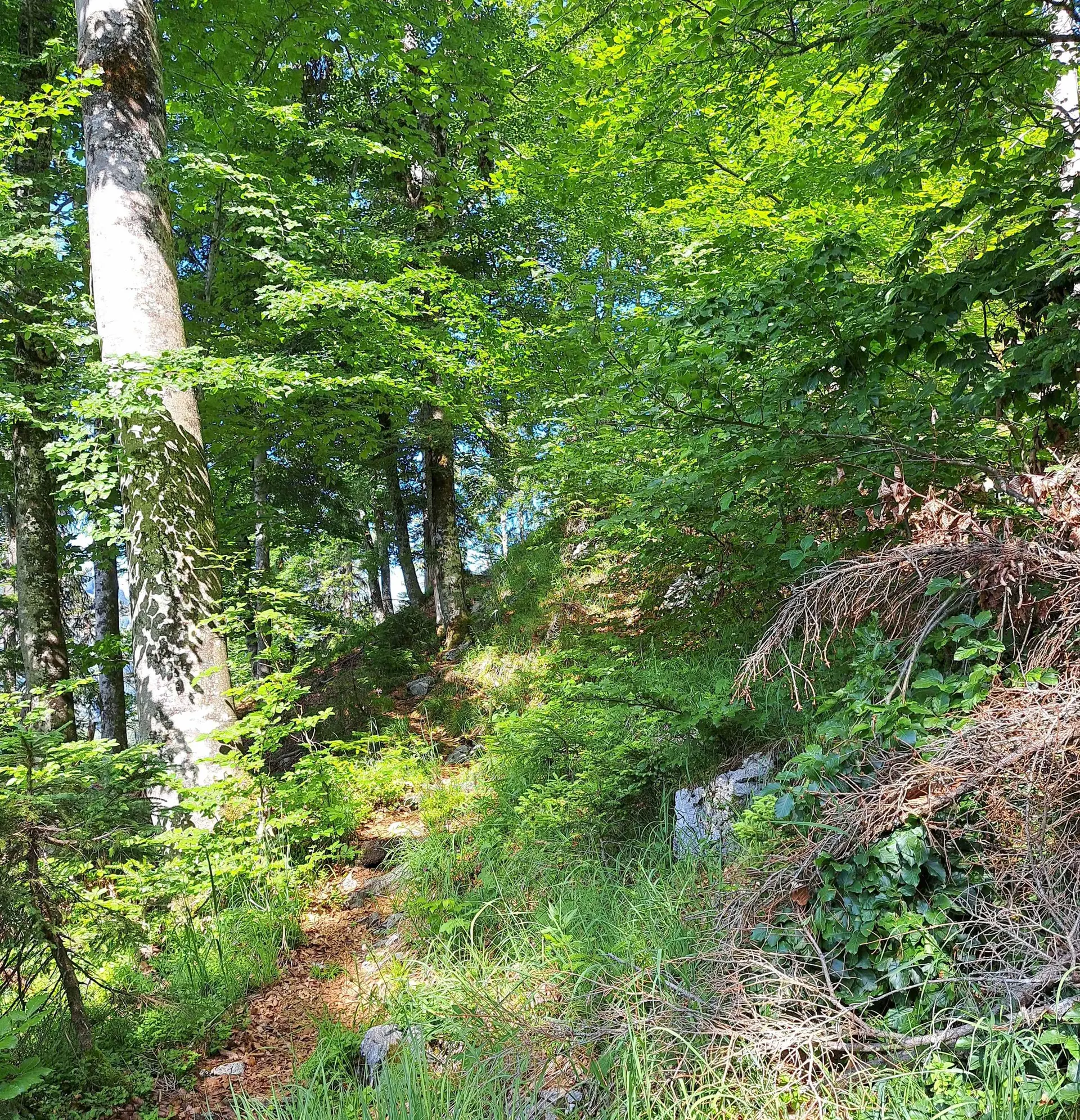 © (DAV Gangkofen) Wanderung auf die Hörndlwand