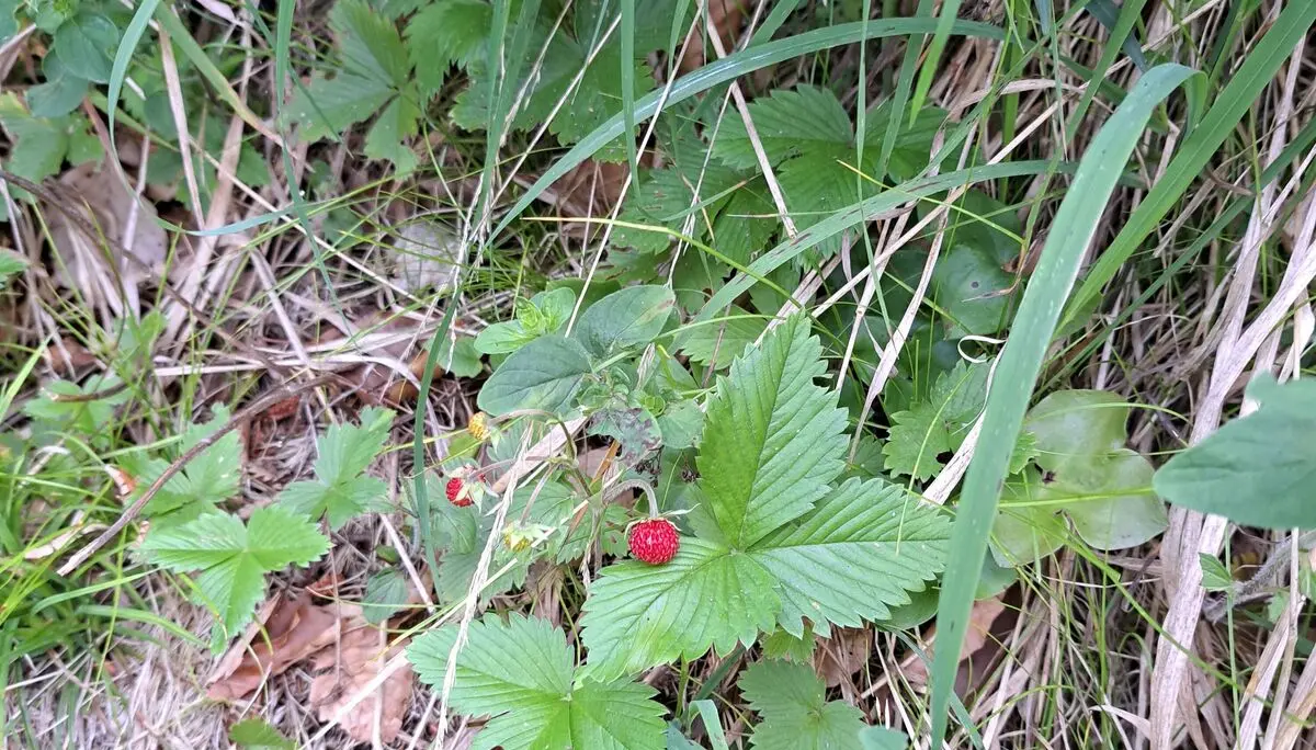 © (DAV Gangkofen) Wanderung auf die Hörndlwand