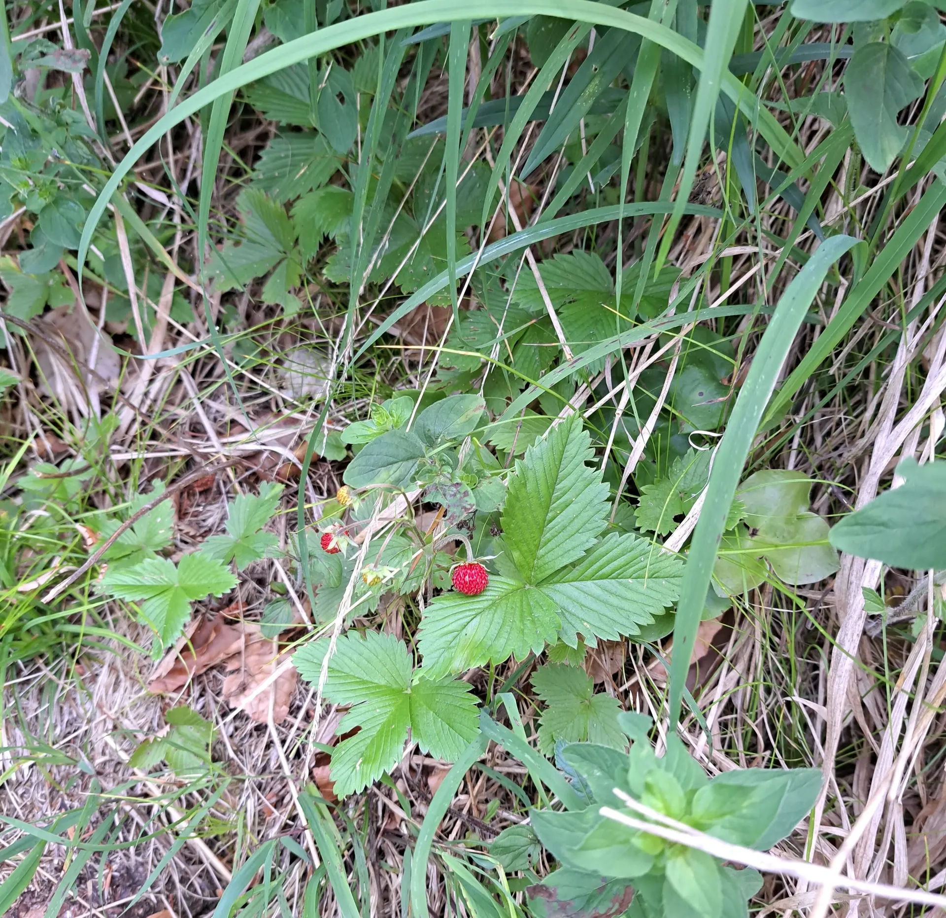 © (DAV Gangkofen) Wanderung auf die Hörndlwand