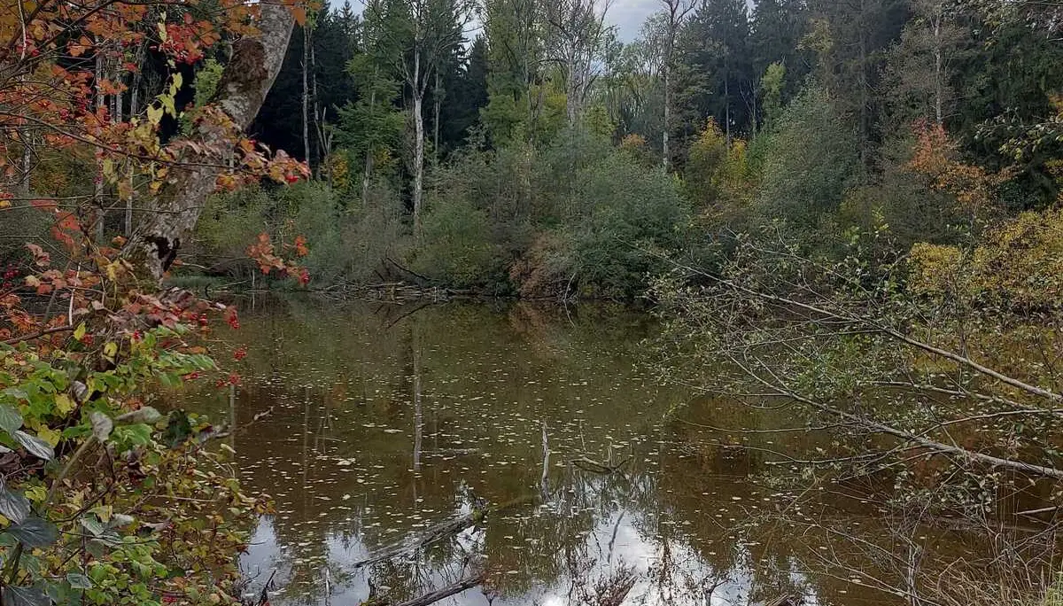 © (DAV Gangkofen) Waldweiher mit Eschenbestand (in Auflösung)
