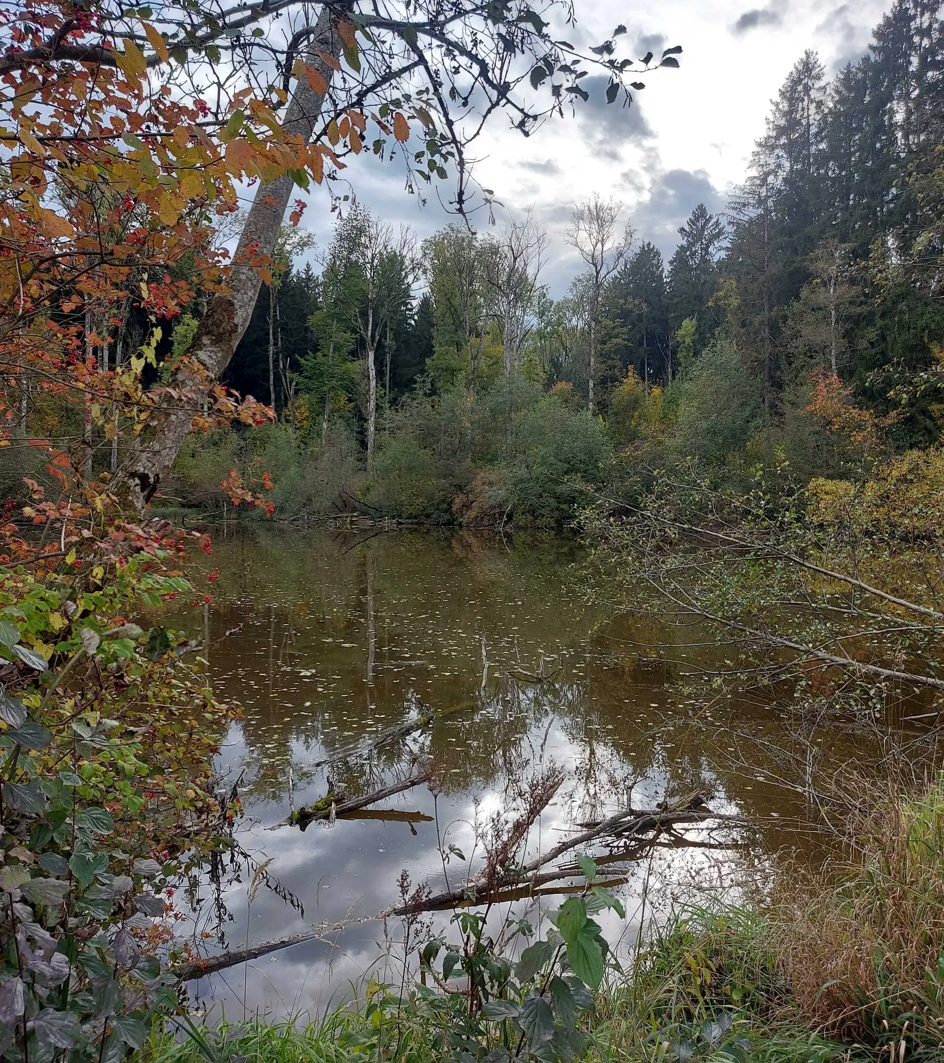 © (DAV Gangkofen) Waldweiher mit Eschenbestand (in Auflösung)