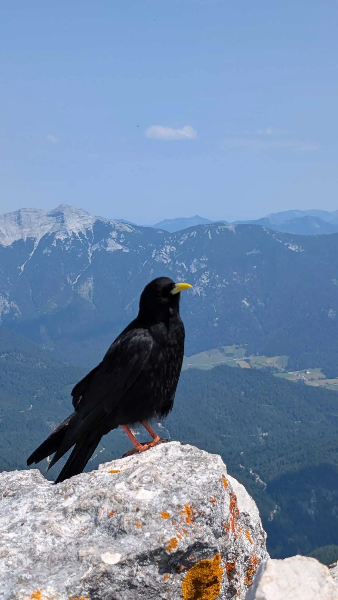 KS 5 Gipfel Rofan Achensee | © DAV Gangkofen/Martin Schmidt_KS 5 Gipfel_5_Hochiss_Warten auf Brotkrumen