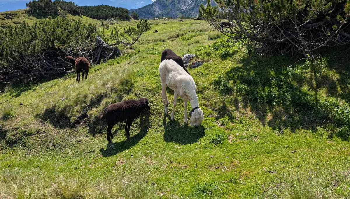 KS Karwendel | © DAV Gangkofen/Martin Götz_KS Karwendel_2.Tag_Abstieg von der Erlspitze_Riesiges Schaf am Wegrand