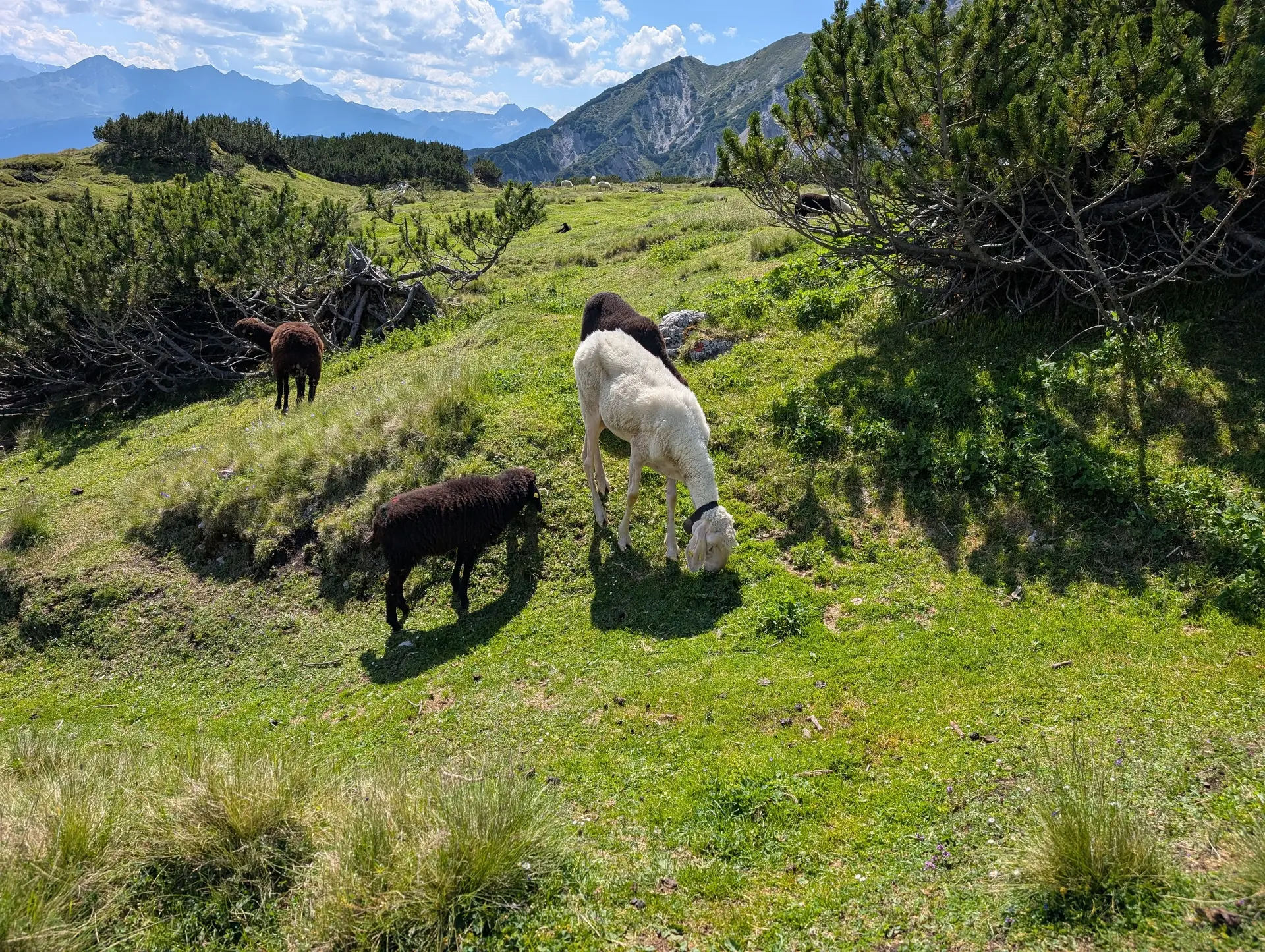 KS Karwendel | © DAV Gangkofen/Martin Götz_KS Karwendel_2.Tag_Abstieg von der Erlspitze_Riesiges Schaf am Wegrand