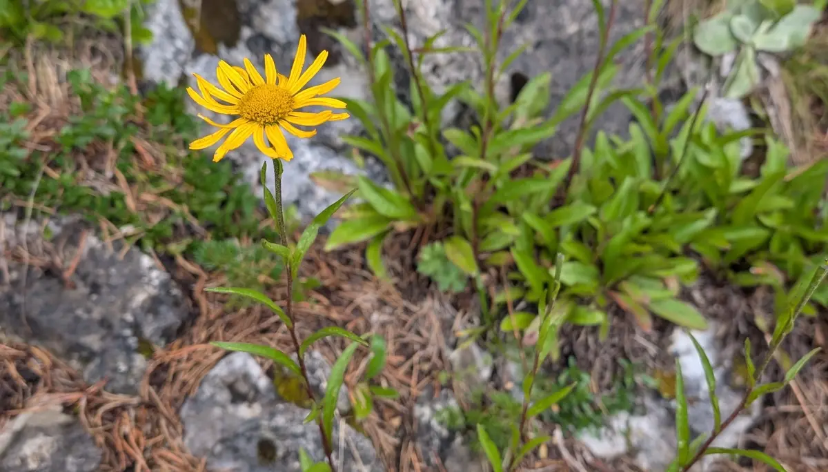 KS Einführungskurs II_2_Abstieg_Zettensteig_Die Blume trotz dem Regen_ | © DAV Gangkofen/Martin Götz_KS Einführungskurs II_2_Abstieg_Zettensteig_Die Blume trotz dem Regen