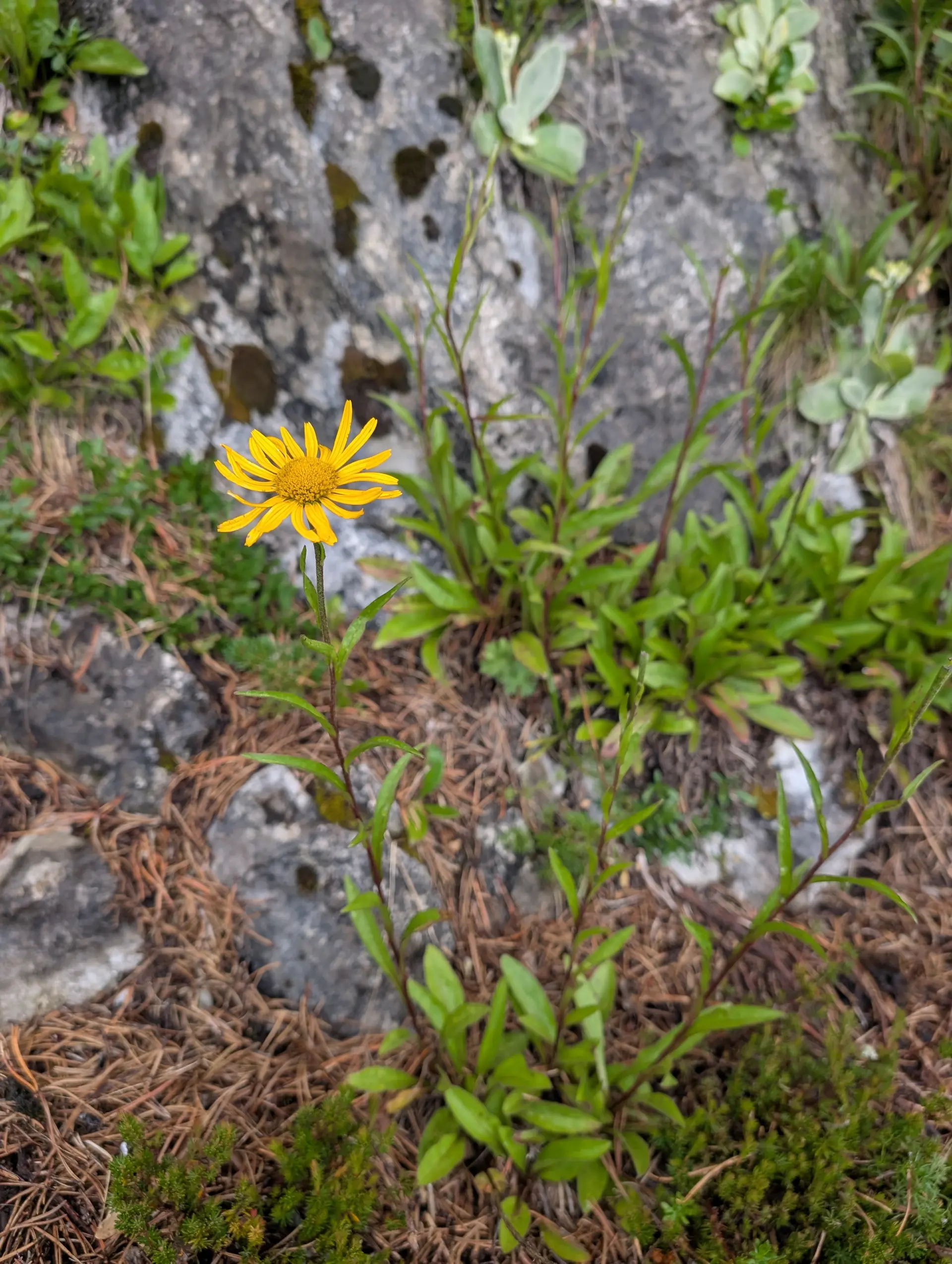 KS Einführungskurs II_2_Abstieg_Zettensteig_Die Blume trotz dem Regen_ | © DAV Gangkofen/Martin Götz_KS Einführungskurs II_2_Abstieg_Zettensteig_Die Blume trotz dem Regen