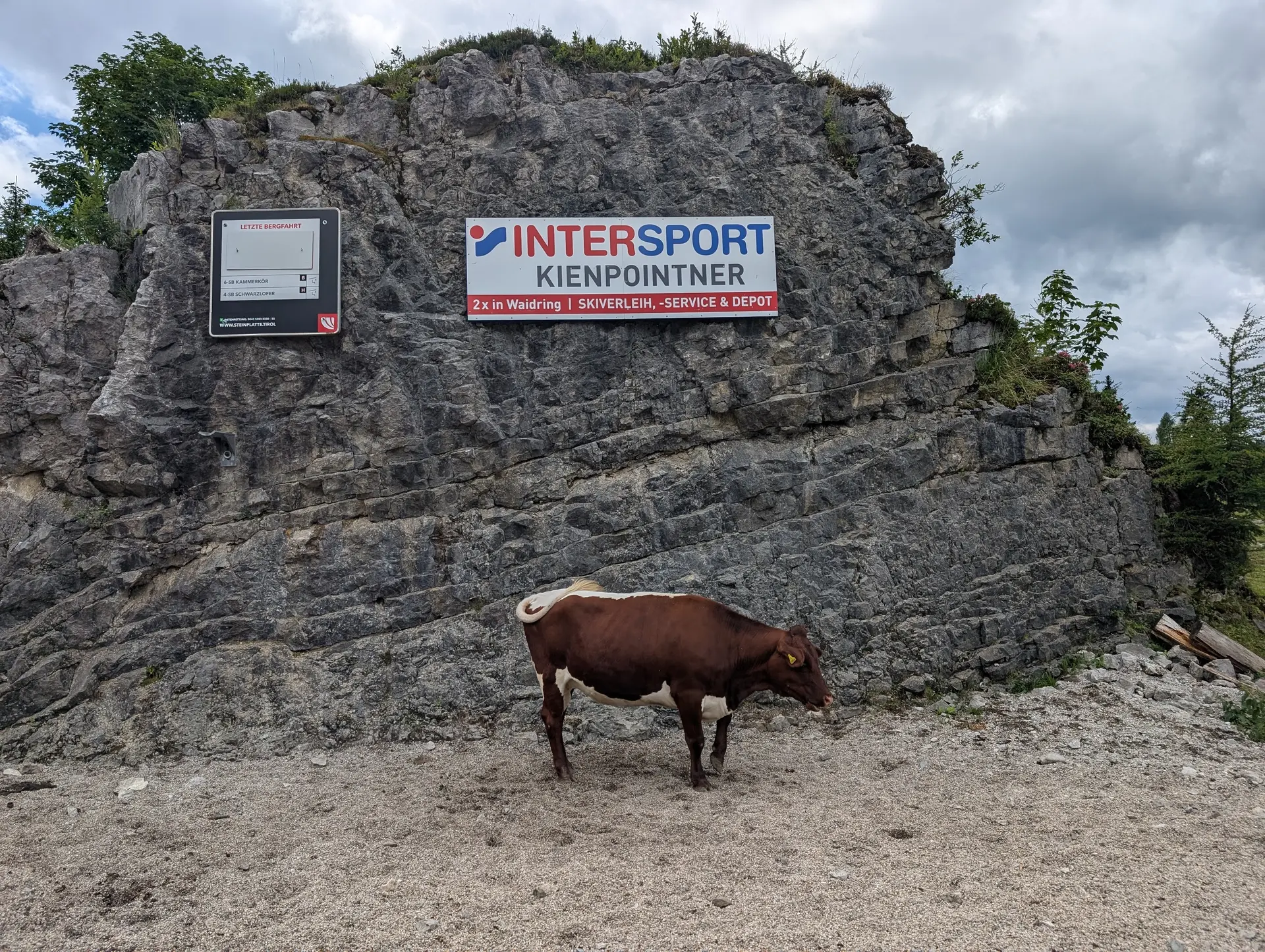 KS Einführungskurs II_2_Abstieg_Gegenüber der Stallenalm_Rind mit Sponsor_ | © DAV Gangkofen/Martin Götz_KS Einführungskurs II_2_Abstieg_Gegenüber der Stallenalm_Rind mit Sponsor