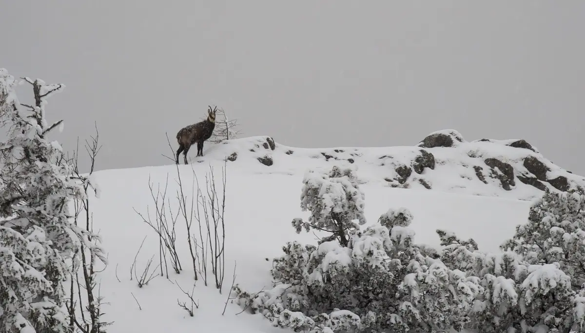 SSW Stahlhaus Vollmondtour | © DAV Gangkofen/Martin Götz_SSW Stahlhaus Vollmondtour_Gams über uns