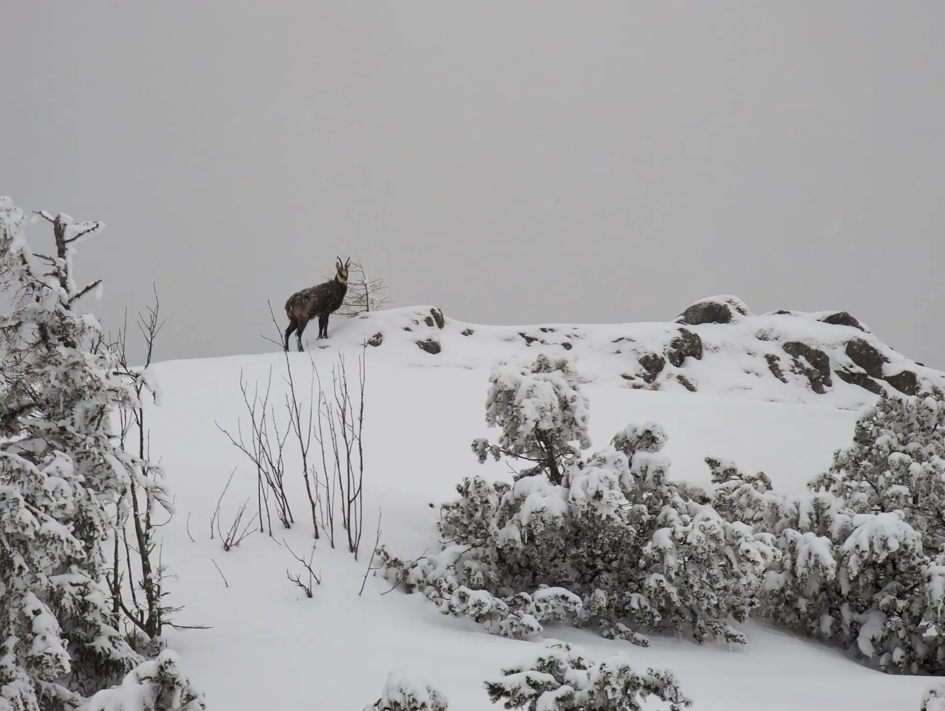 SSW Stahlhaus Vollmondtour | © DAV Gangkofen/Martin Götz_SSW Stahlhaus Vollmondtour_Gams über uns