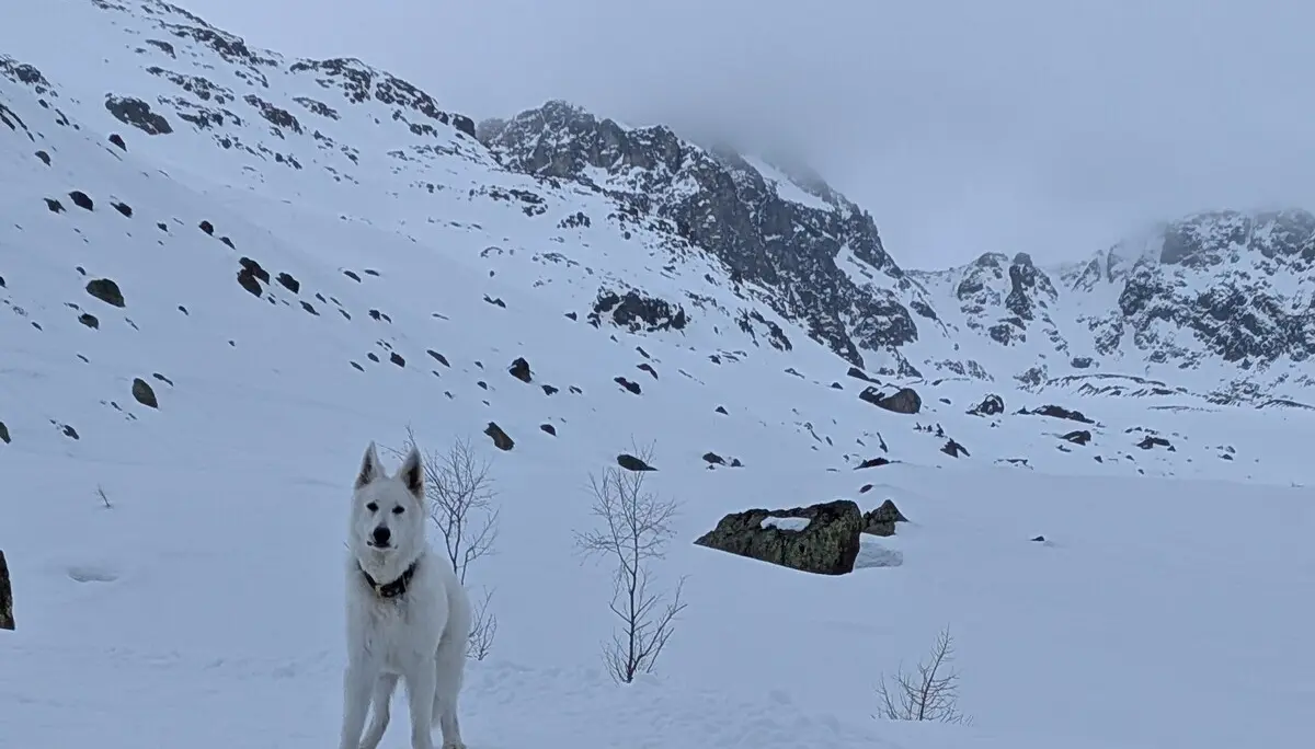 1. Tag_Empfang durch Hüttenhund | © DAV Gangkofen/Martin Götz_SSW Jamtalhütte_1. Tag_Empfang durch Hüttenhund
