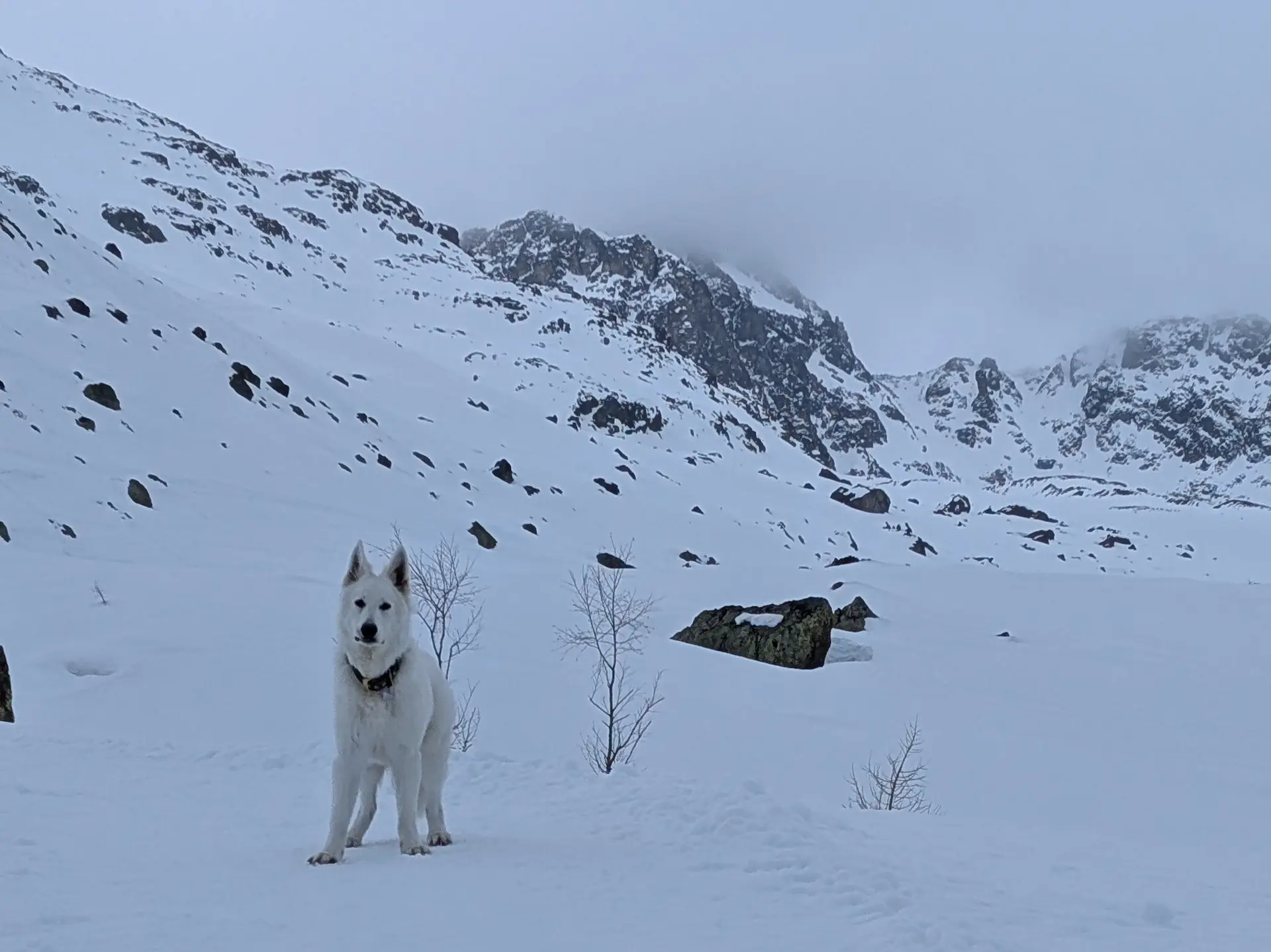 1. Tag_Empfang durch Hüttenhund | © DAV Gangkofen/Martin Götz_SSW Jamtalhütte_1. Tag_Empfang durch Hüttenhund