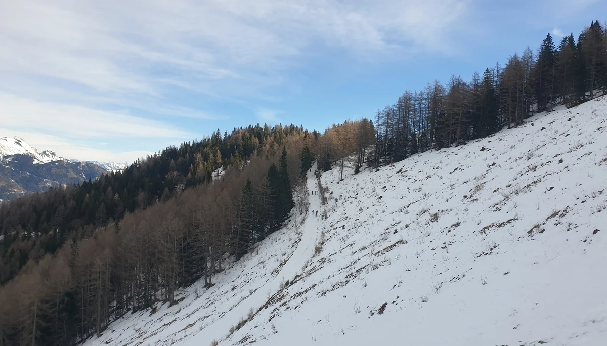 © (DAV Gangkofen) Auf der Forststrasse Richtung Gipfel