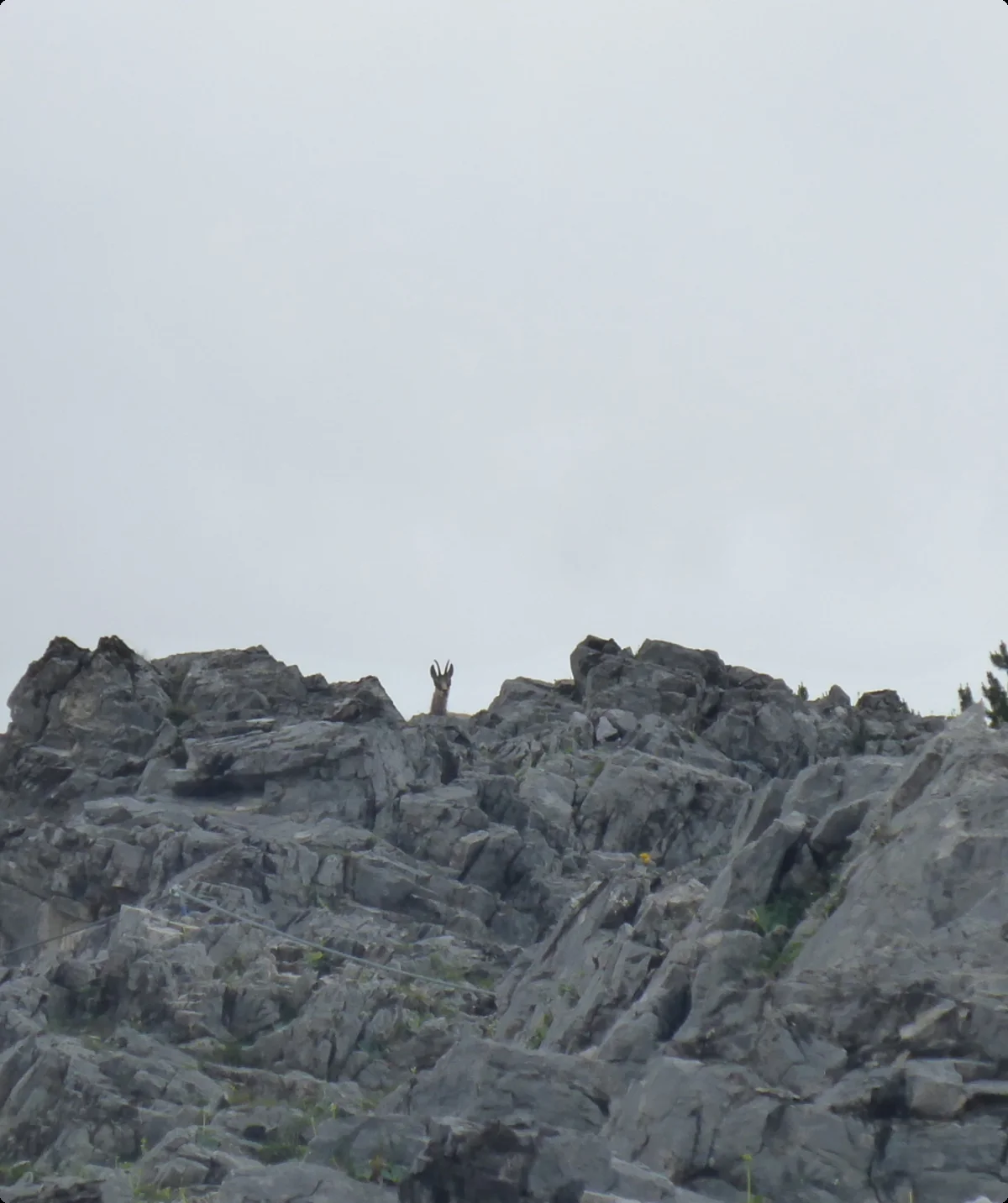 © DAV-Gangkofen\Martin Götz (Absamer Klettersteig_Im Steig)