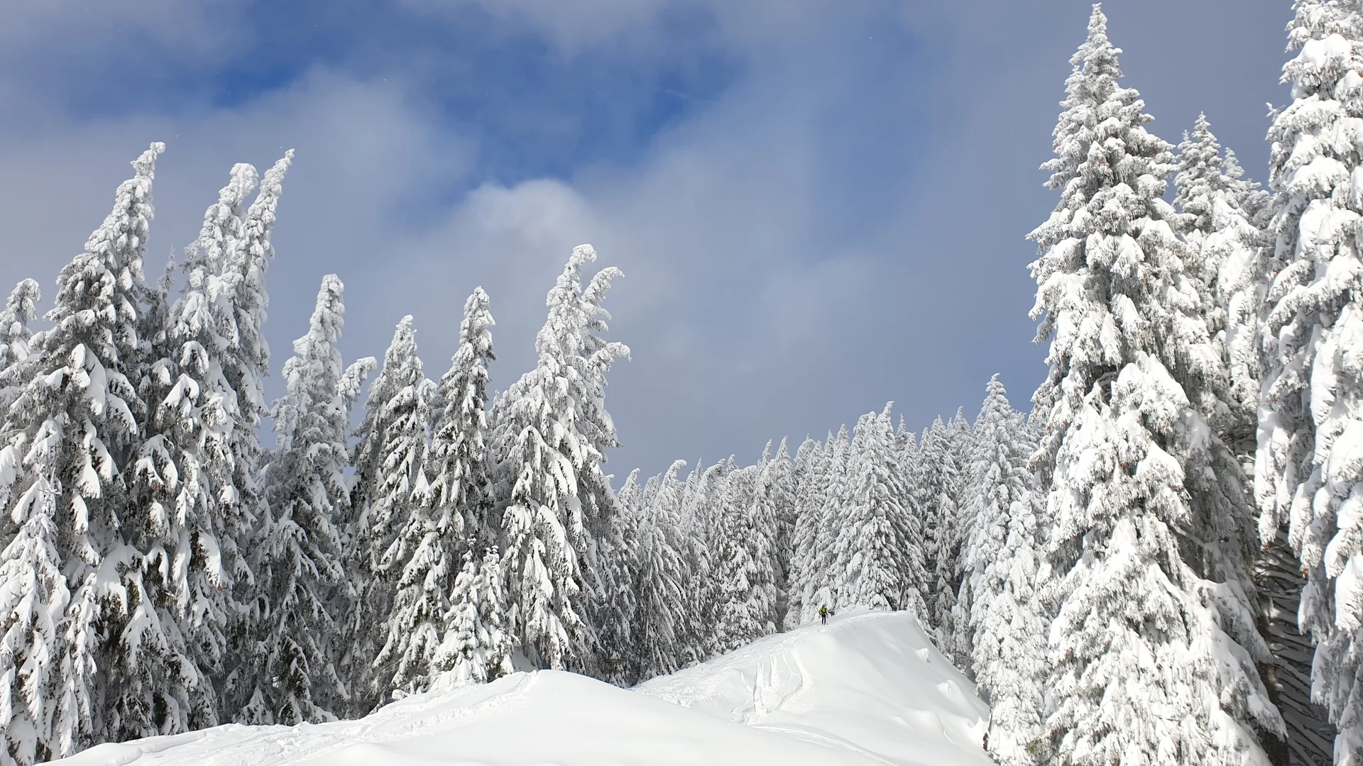 © DAV-Gangkofen\Martin Götz (Aufstieg zum Hörnle)