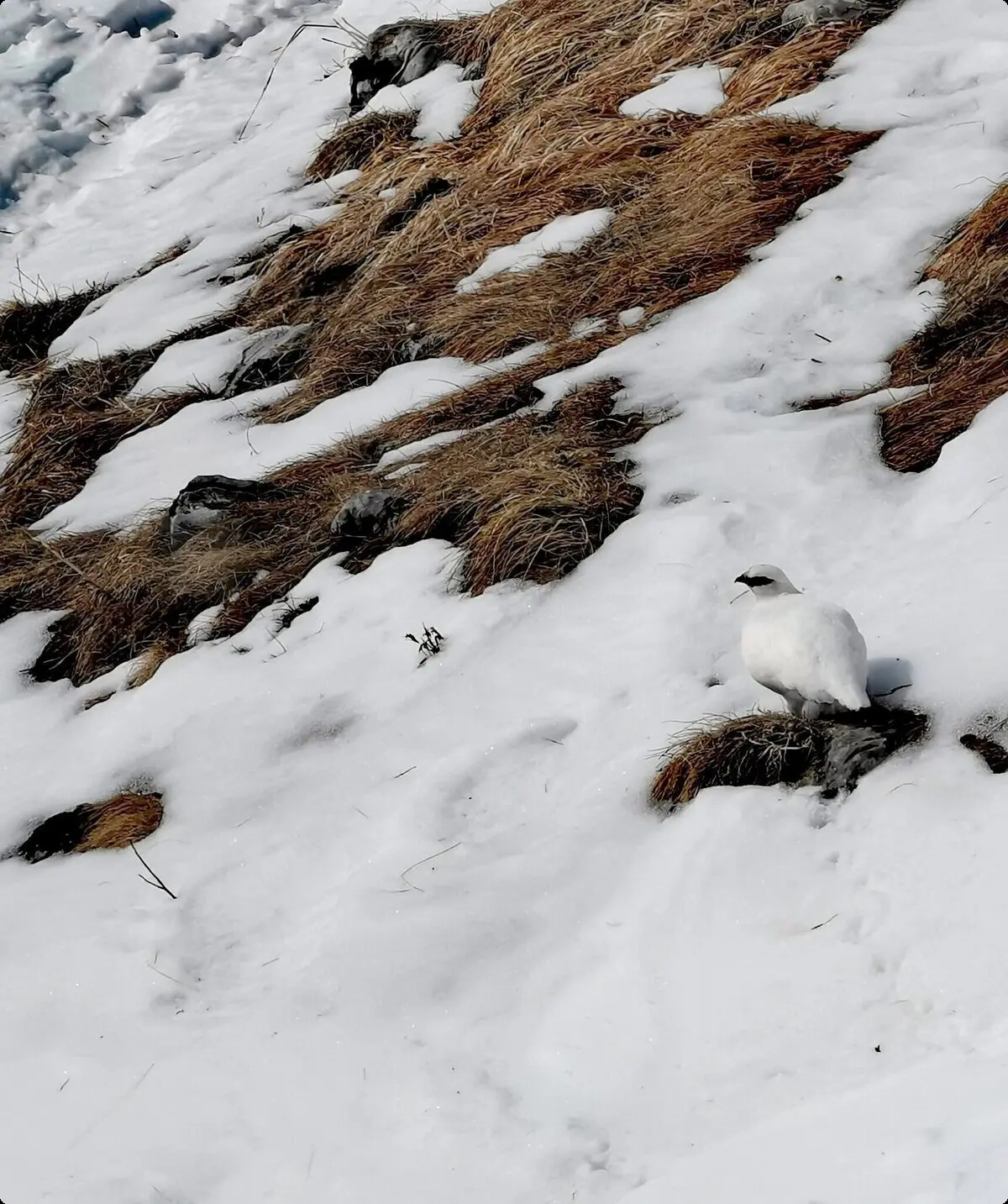 SSW | © DAV Gangkofen\Martin Götz - Schneehuhn im Bereich zwischen Watzmanngugl und Watzmannhaus