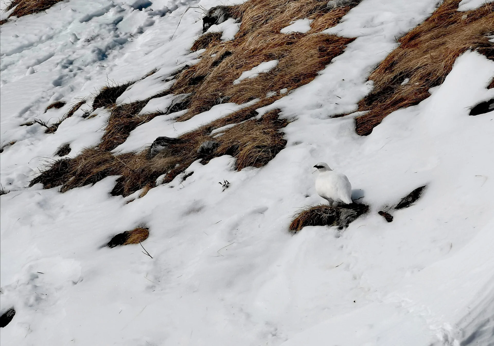SSW | © DAV Gangkofen\Martin Götz - Schneehuhn im Bereich zwischen Watzmanngugl und Watzmannhaus