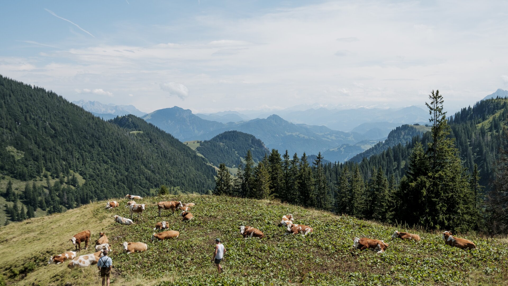 Wandern in den Chiemgauer Bergen | © DAV/Hans Herbig Berghang mit schlafenden Kühen | © DAV/Hans Herbig